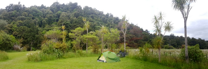 Waipoua forest campground